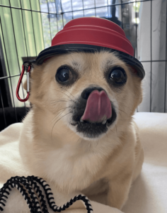 Vinnie As DEVO Mascot