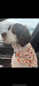 Af88b33f 8b9b 4a22 Af43 Df634f0a470c