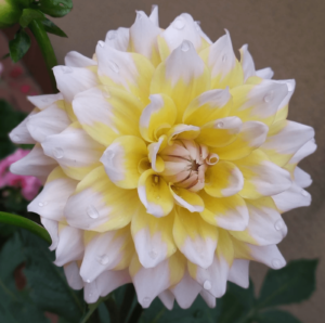 E5eb5906 Be85 48cf Bfc3 2194509f835e