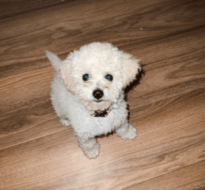 E8844dad 8eb3 4724 Acfe 94d4eea87971