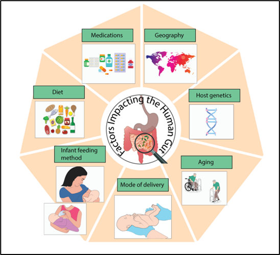 gut microbiome